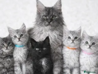 Maine Coon cats Outstanding Maine coon kittens - Advert 1