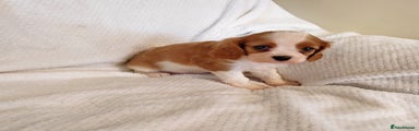 Cavalier King Charles Spaniel Puppy 4