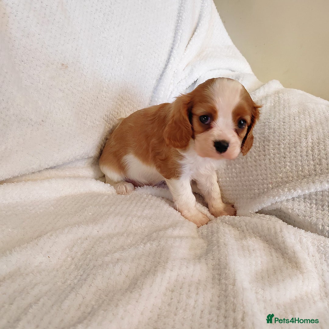 Cavalier King Charles Spaniel dogs for sale: Solid ruby and blem cavalier puppies - Advert 4