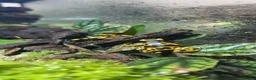 Frog reptiles for sale: Various Amphibians At Urban Exotics - Advert 16