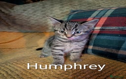 Domestic Shorthair cats for sale: Babies ready for their new homes NOW 🥰 - Image 8