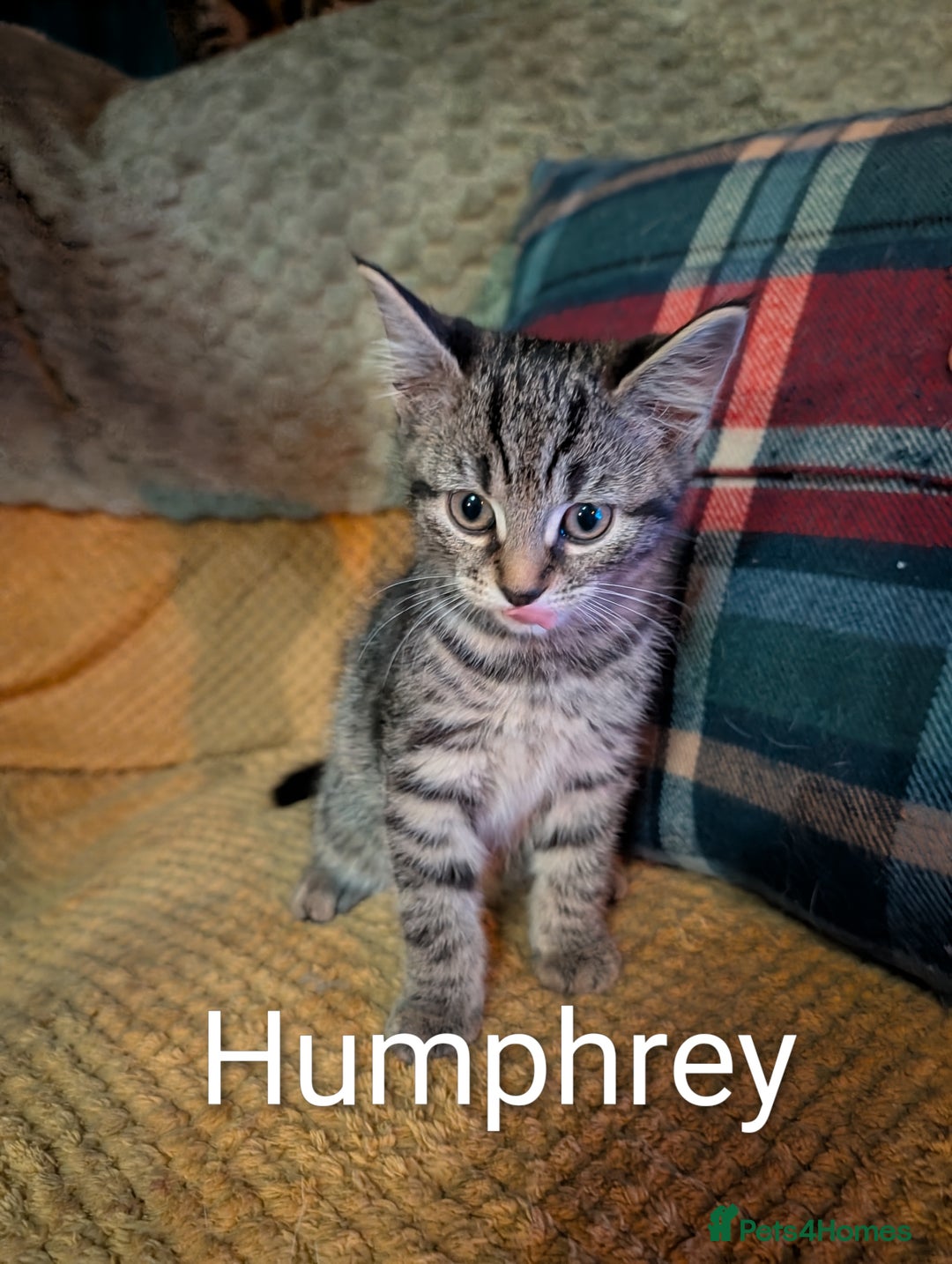 Domestic Shorthair cats for sale: Babies ready for their new homes NOW 🥰 - Image 8