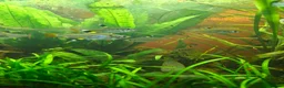 Tetras fish for sale: X ray tetras  in Birmingham - Advert 1