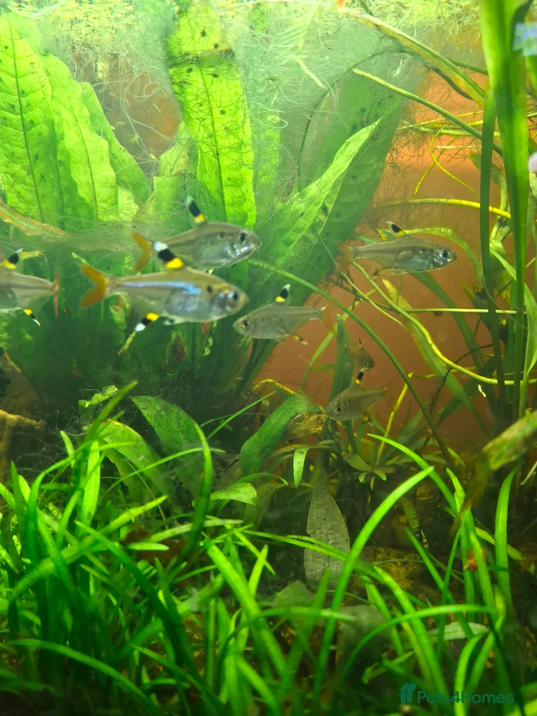 Tetras fish for sale: X ray tetras  in Birmingham - Advert 1