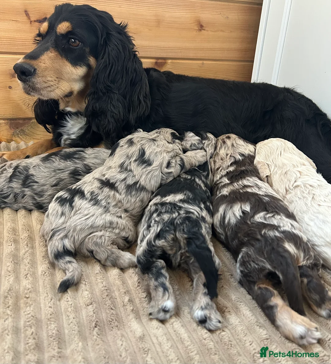 Cockapoo dogs for sale: Quality F1 cockapoos for sale - Advert 2