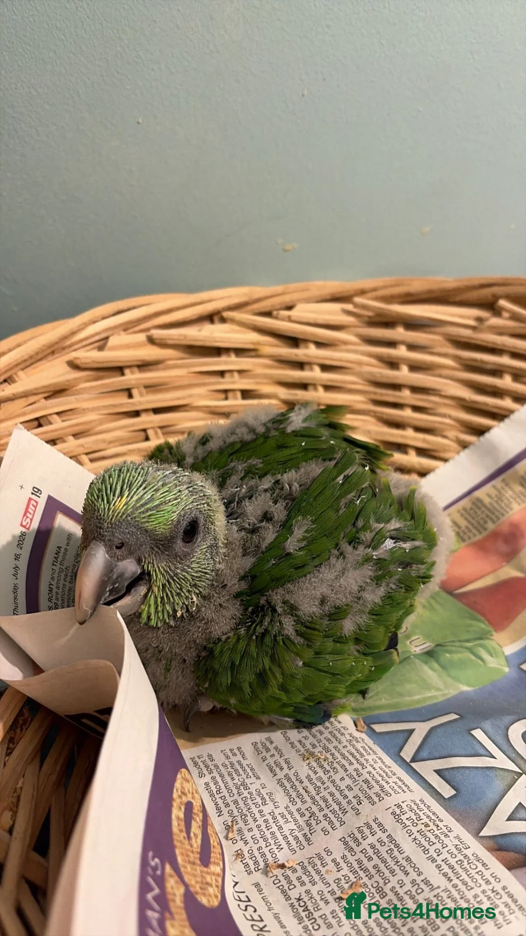Parrots birds for sale: Baby yellow naped amazon  - Advert 4