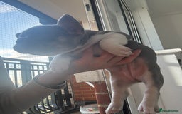 French Bulldog dogs for sale: Stunning ** French bulldogs  - Image 9