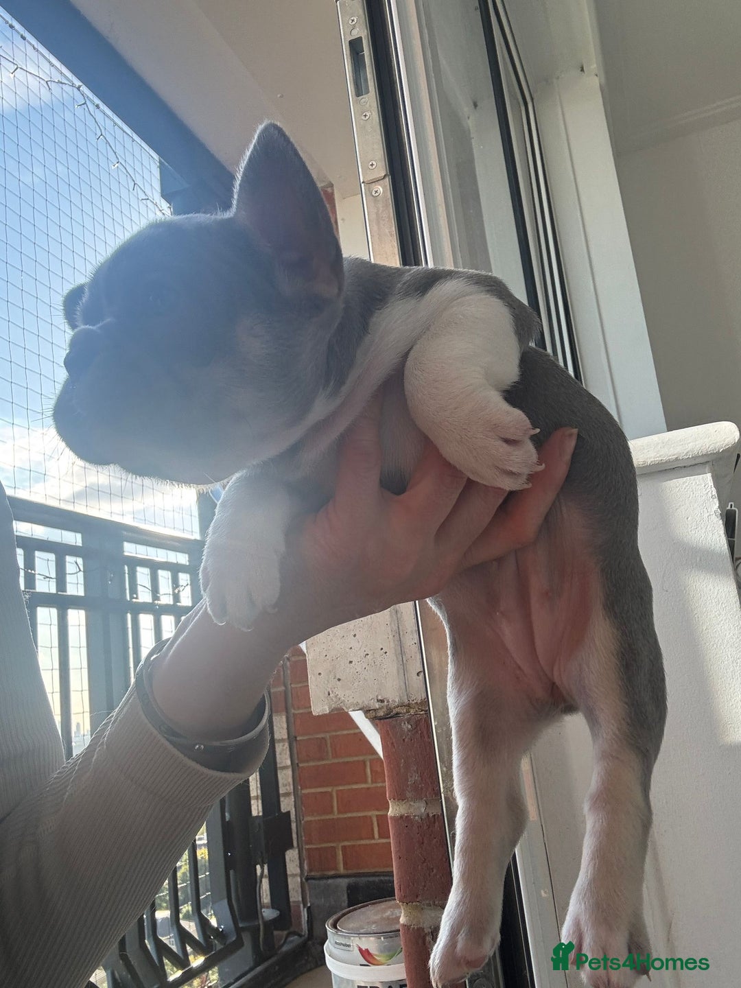 French Bulldog dogs for sale: Stunning ** French bulldogs  - Image 9