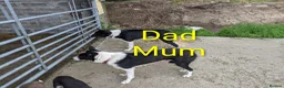 Border Collie dogs for sale: Isds border collie pups for sale in Keith - Advert 8
