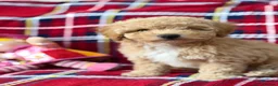 Poochon dogs for sale: Beautiful Teddy Bear Poochon Puppies  - Advert 8