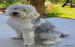 Old English Sheepdog dogs for sale: Old English Sheepdog Puppies  - Image 2