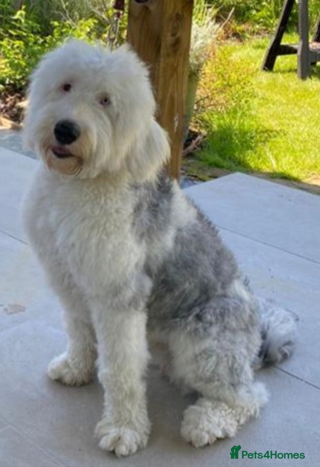 Old English Sheepdog dogs for sale: Old English Sheepdog Puppies  - Image 2