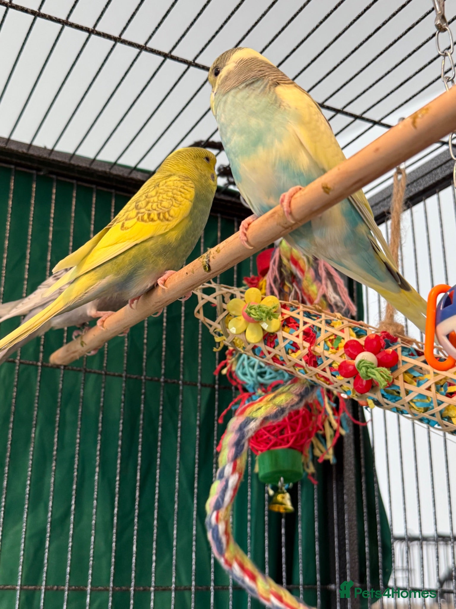 Budgerigars birds Pair 9 week old baby budgies available in Runcorn - Advert 1