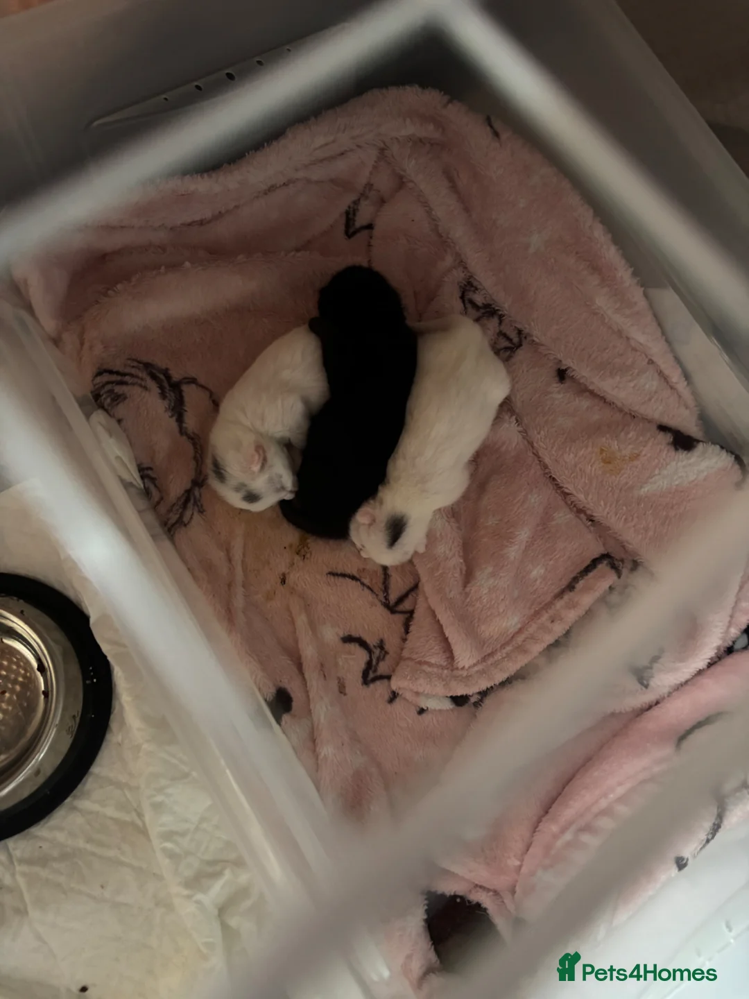 Mixed Breed cats for sale: Turkish angora mixed breed  - Advert 11