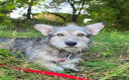 Mixed Breed dogs for adoption: 💙🐶 CHIP 🐶💙 - Image 3