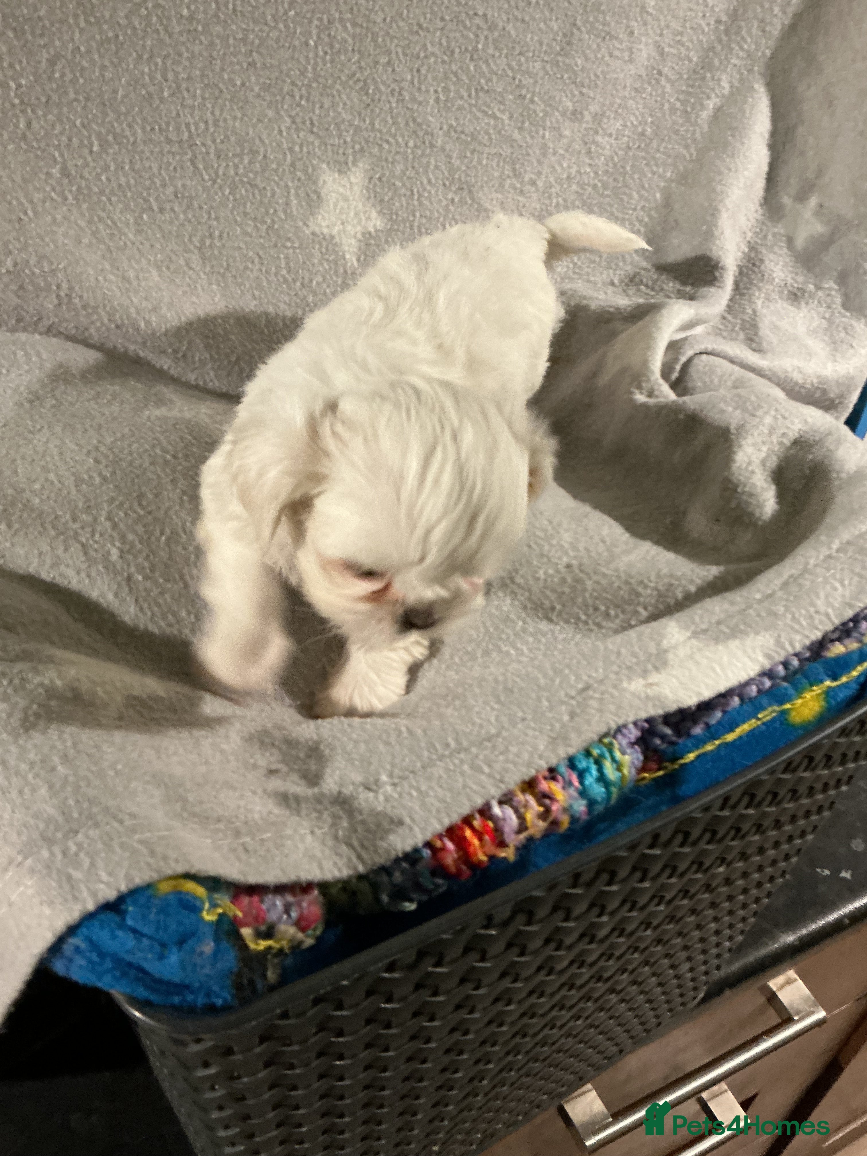 Shih Tzu dogs Imperial shin tzu - Advert 2