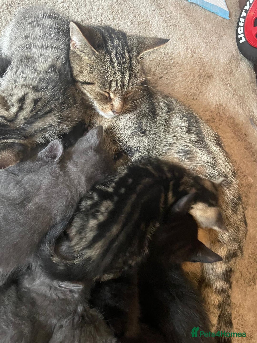 Domestic Shorthair cats for sale: Grey/tabby/black kittens - Image 8