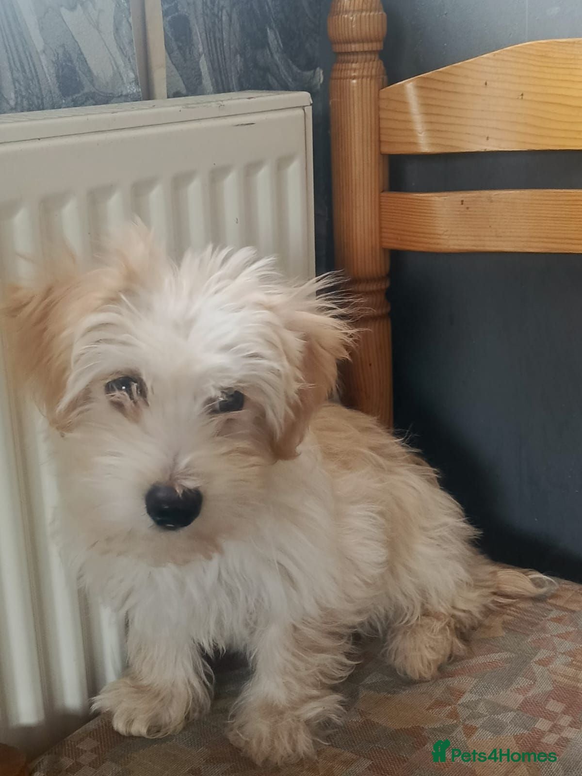Maltese dogs Urgent 1 boy puppy mom and dad for sale offer me  - Advert 1