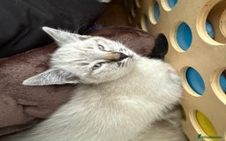 Mixed Breed cats for sale: Friendly kitten for sale - Image 4