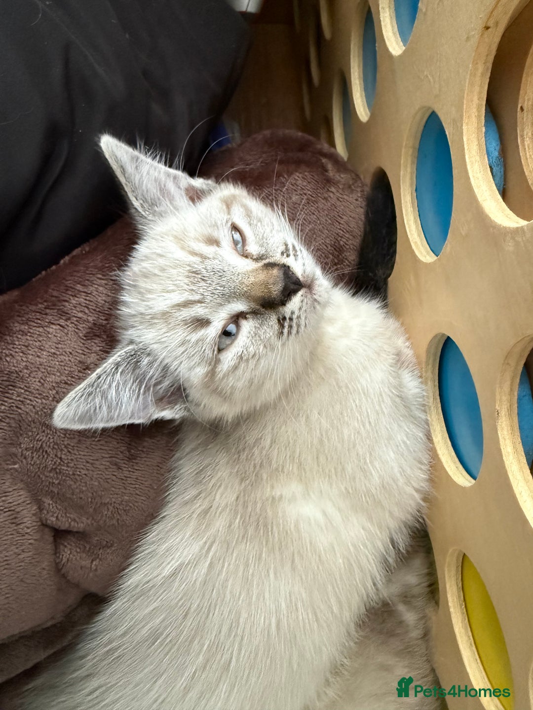 Mixed Breed cats for sale: Friendly kitten for sale - Image 4