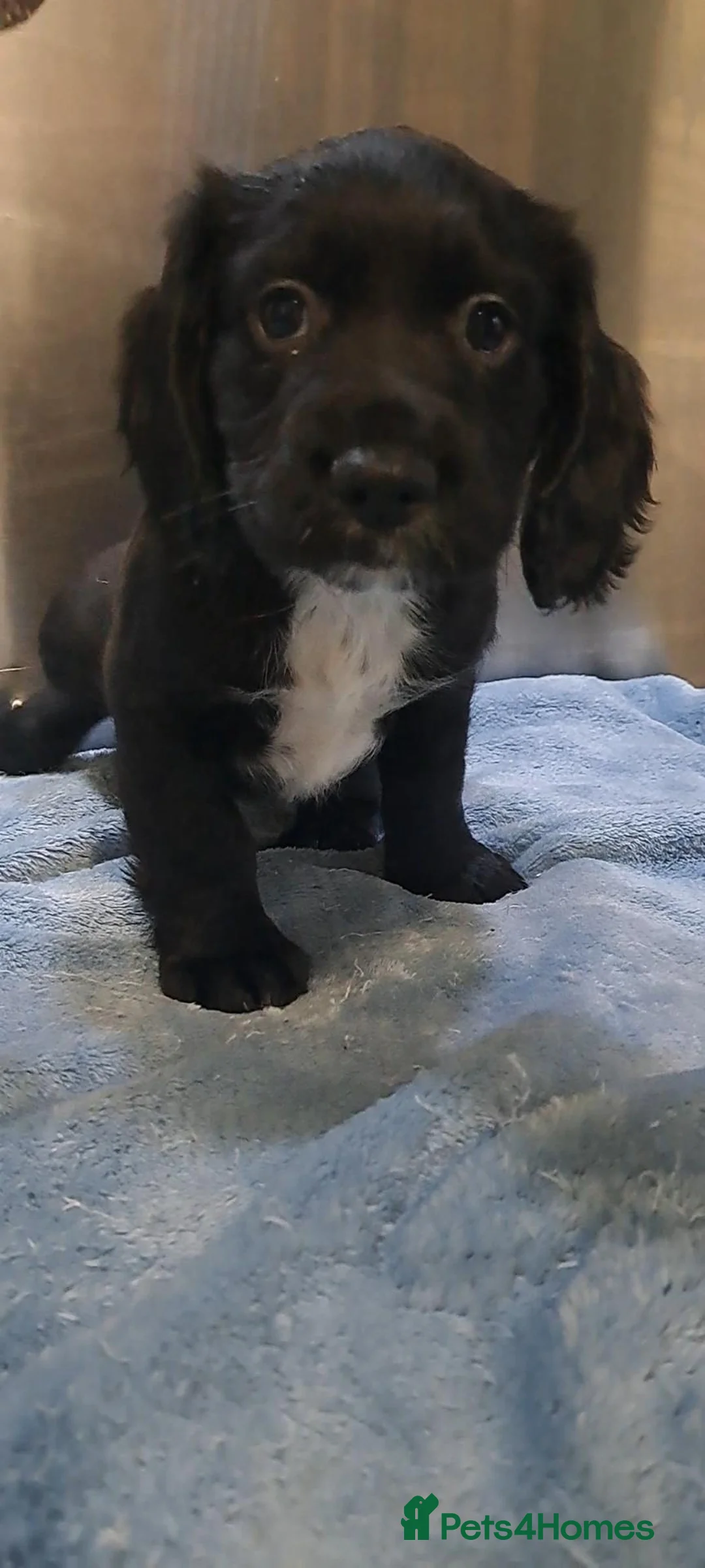 Cocker Spaniel dogs for sale: Home raised puppies - Advert 2