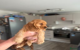 Cocker Spaniel dogs for sale: Ready now! Beautiful show and working cockers - Image 18