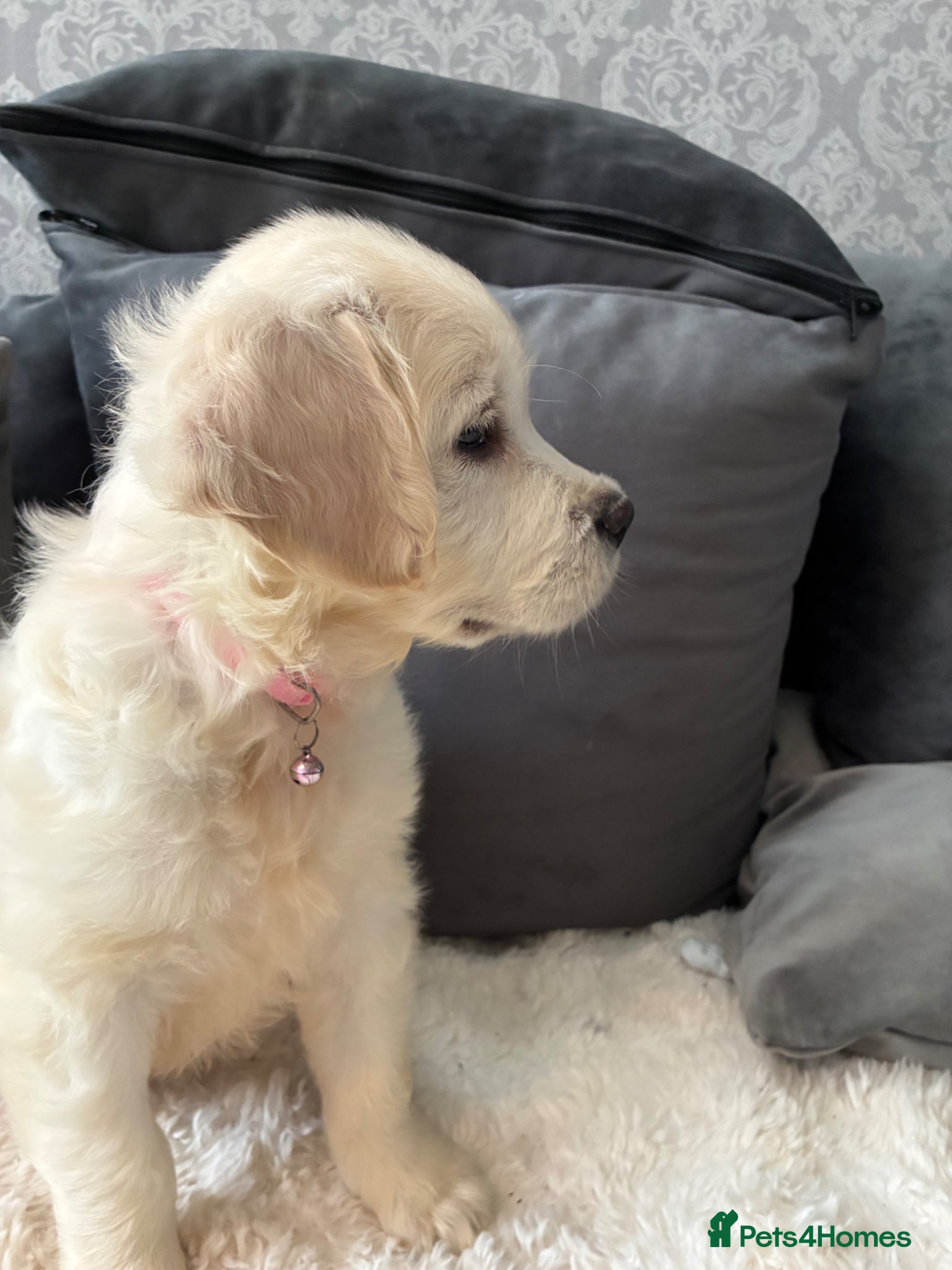 Golden Retriever dogs for sale: READY NOW 1 girl £1600 fully vaccinated  - Advert 1