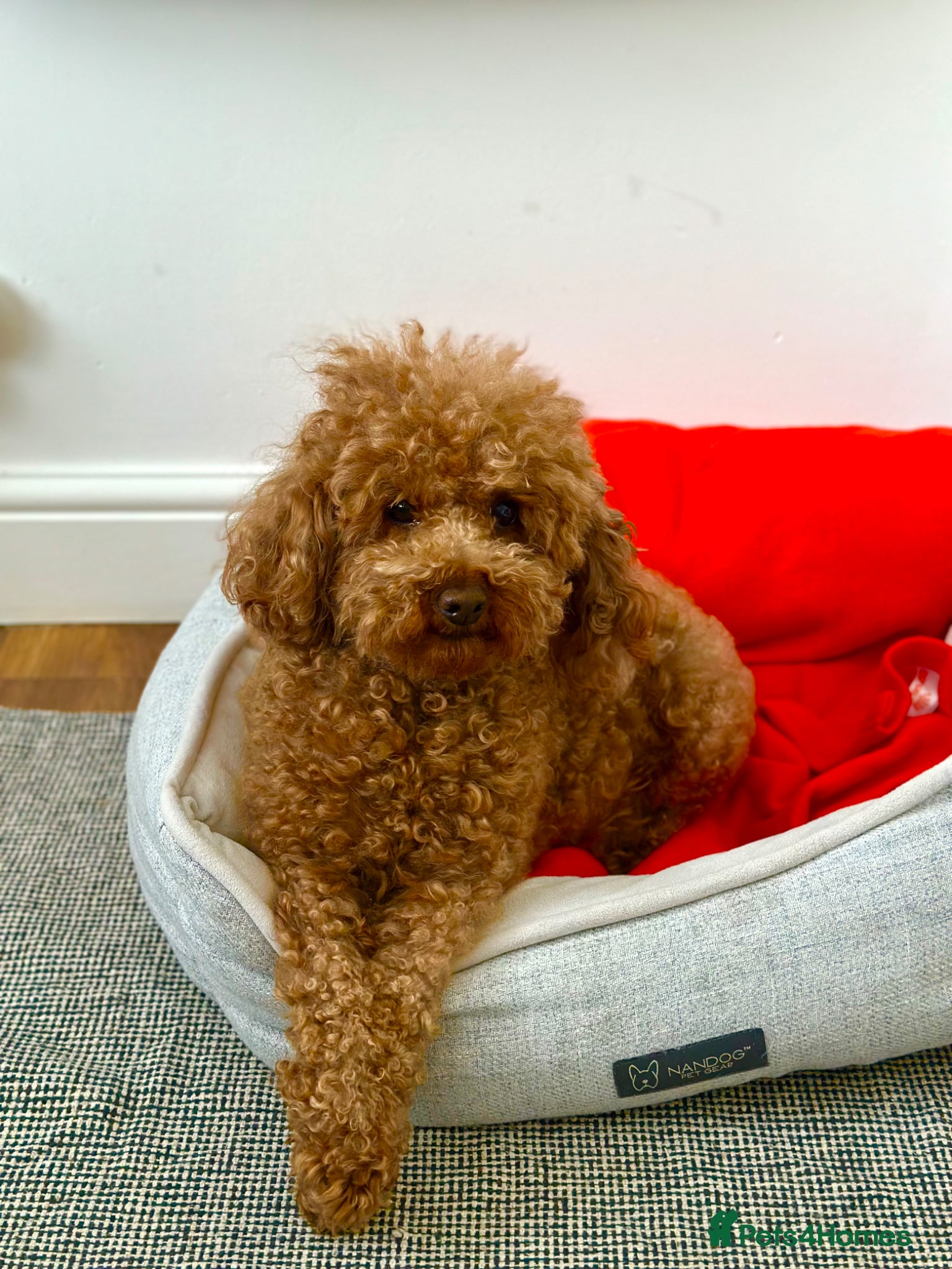 Toy Poodle dogs for sale: Beautiful Toy Poodle Available-One Girl & Boy 🐾❤️ - Advert 9