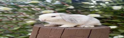 Mini Lop rabbits for sale: Mini Lop Female Chocolate Magpie - Advert 3