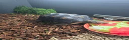 Tortoise reptiles for sale: Red-Footed Tortoise Toby | 6 years old, Full Setup in Chatham - Advert 5