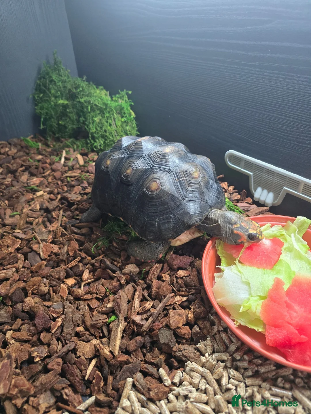 Tortoise reptiles for sale: Red-Footed Tortoise Toby | 6 years old, Full Setup in Chatham - Advert 5