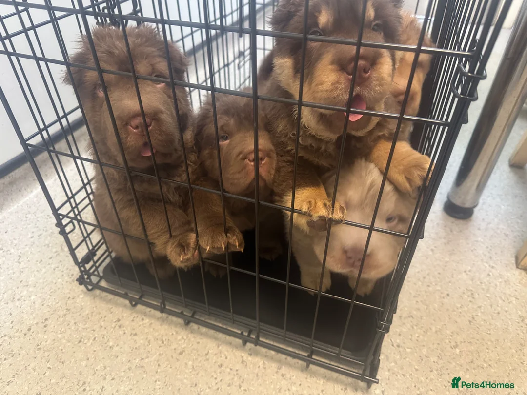 Shar Pei dogs for sale: Top quality choc and tan bear coat sharpies - Advert 2