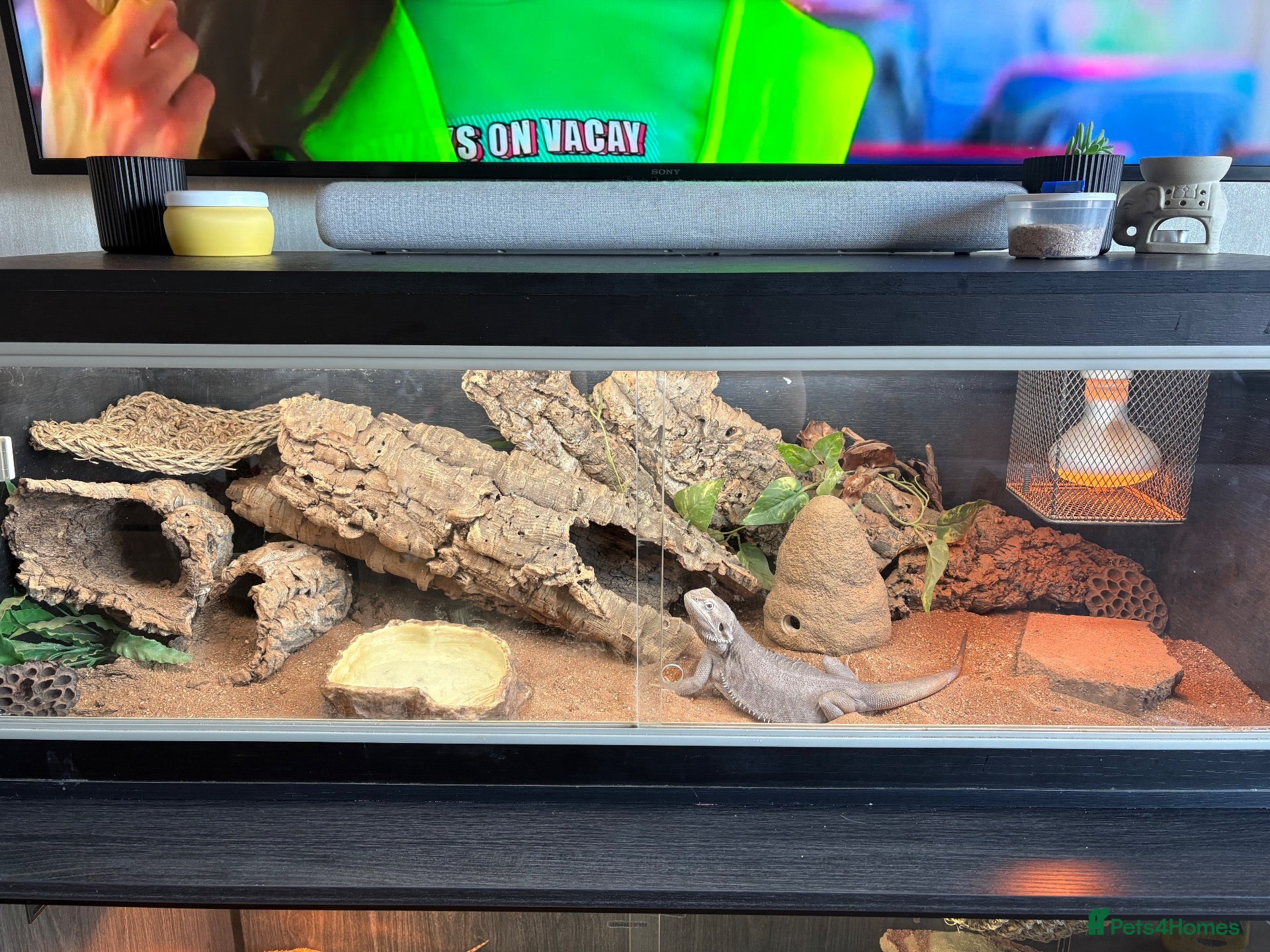 Bearded Dragon reptiles for sale: Zero leatherback  - Advert 2