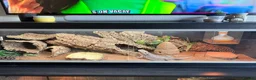 Bearded Dragon reptiles for sale: Zero leatherback  - Advert 1