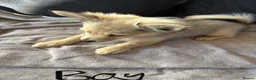 Pomeranian dogs for sale: Pomeranian puppies  - Advert 4