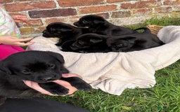 Labrador Retriever dogs for sale: Stunning Black Labrador Puppies KC Parents  - Image 10