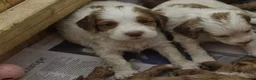 Cocker Spaniel dogs for sale: Cocker Spaniel Puppies  - Advert 2