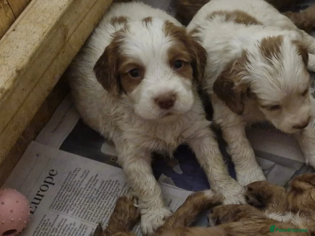 Cocker Spaniel dogs for sale: Cocker Spaniel Puppies  - Advert 2