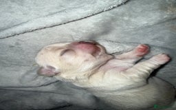 Chihuahua dogs for sale: Chihuahua puppies  - Image 9