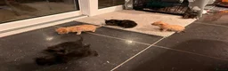Mixed Breed cats for sale: 5 x kittens in Carnforth - Advert 10