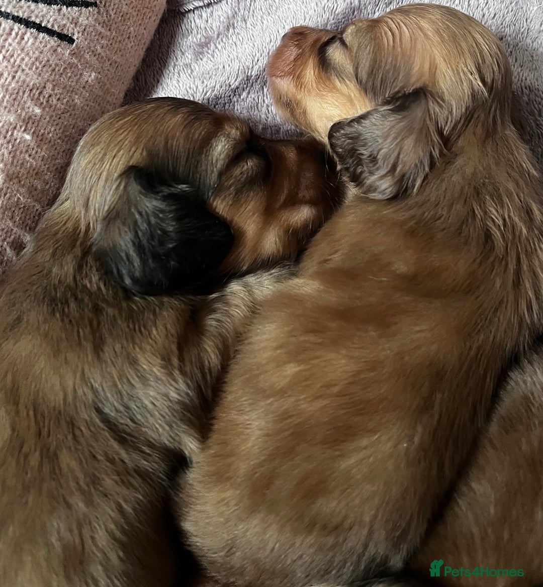 Miniature Dachshund dogs for sale: long haired shaded red Miniature dachshunds  - Advert 3