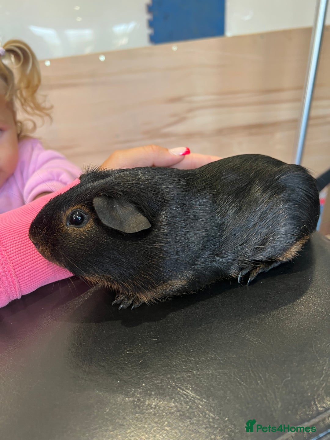Guinea Pig rodents for sale: chocolate and tan otter coloured guinea pig boars - Image 6