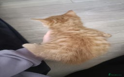 Mixed Breed cats for sale: 4 kittens - Image 8