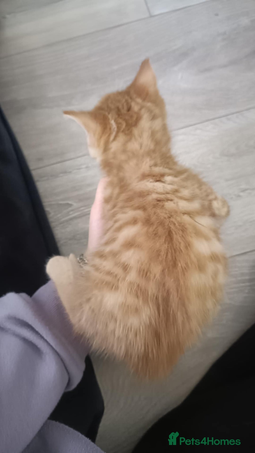 Mixed Breed cats for sale: 4 kittens - Image 8