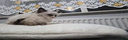 Ragdoll cats for sale: ​GCCF Ragdoll Kittens - Pet  - Advert 4