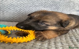 German Shepherd dogs for sale: K/C Registered German Shepherd Puppies  - Image 30