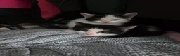 British Shorthair cats for sale: Gorgeous kittens - Advert 2