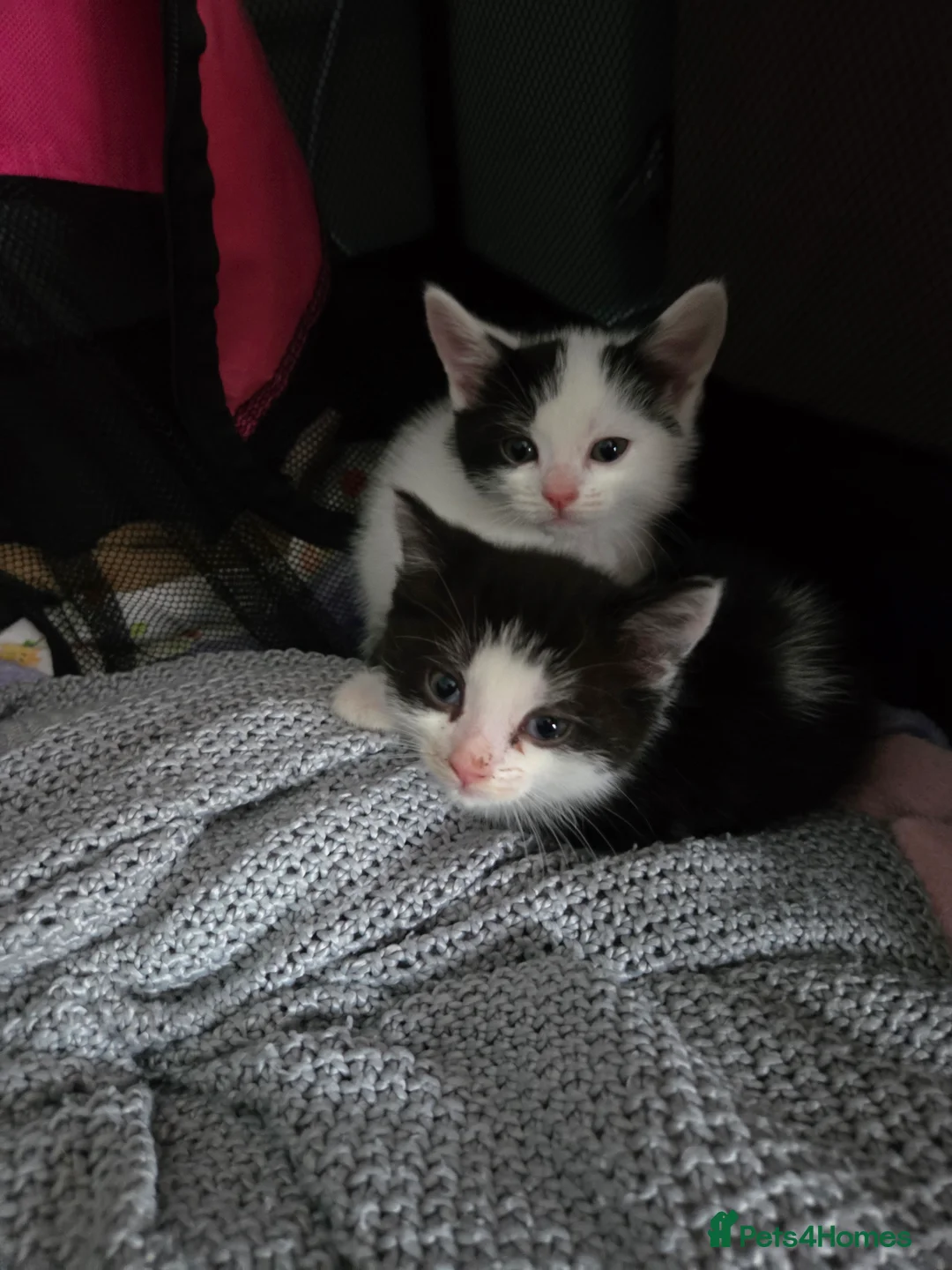 British Shorthair cats for sale: Gorgeous kittens - Advert 2