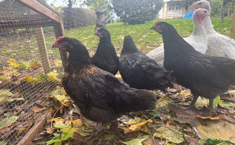 Chickens poultry - Advert 13