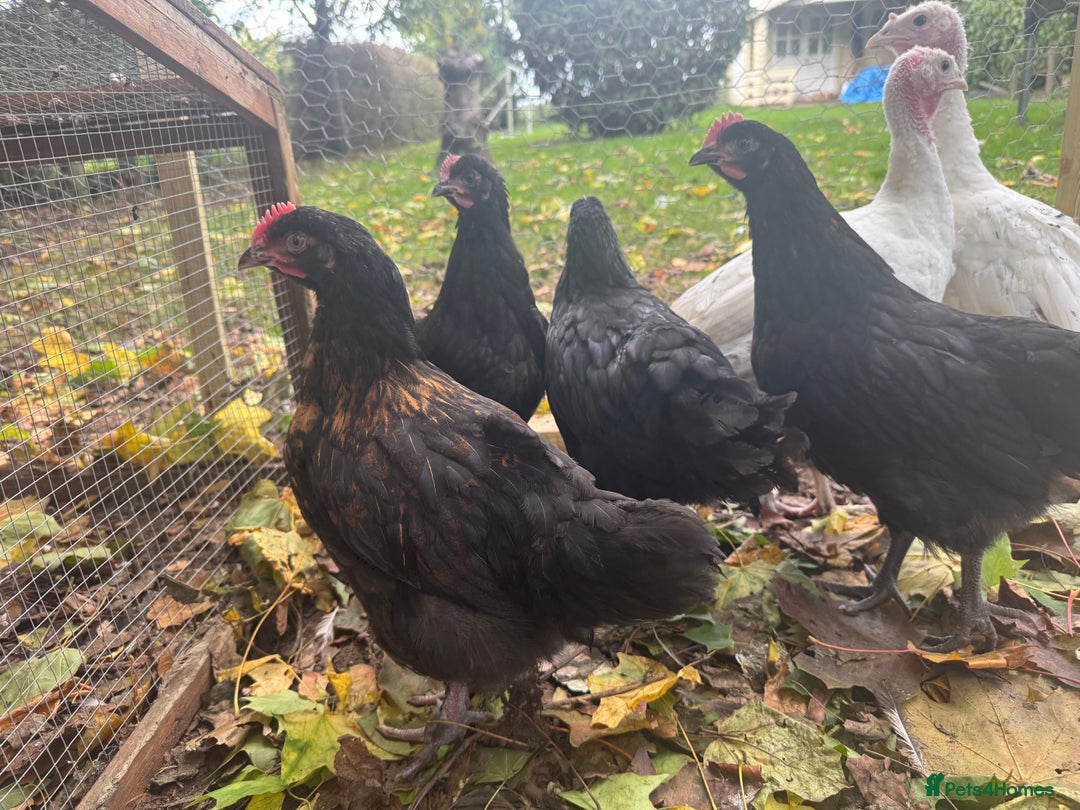 Chickens poultry for sale: Roosters and Chicks - Image 1